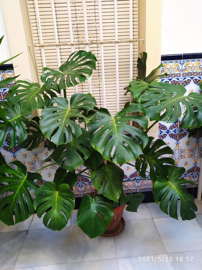 Atico Soleado Apartment Cadiz Luaran gambar